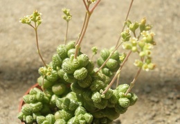 Crassula sericea hottentotta x