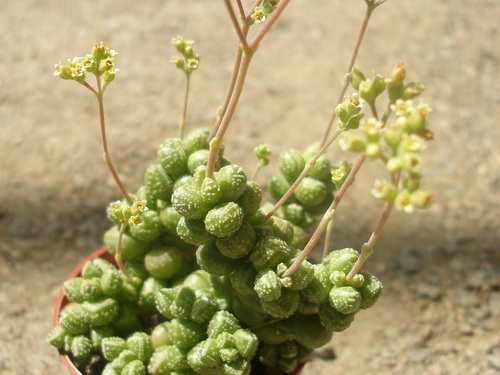 Crassula sericea hottentotta x