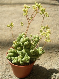 Crassula sericea hottentotta x