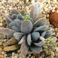 Crassula tecta
