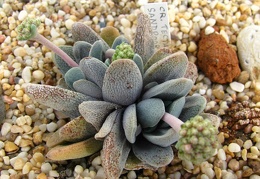 Crassula tecta