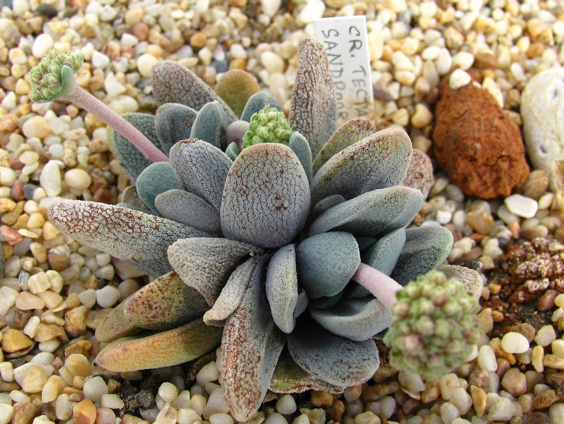 Crassula tecta