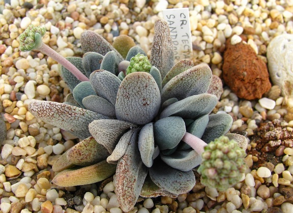 Crassula tecta
