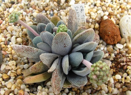 Crassula tecta