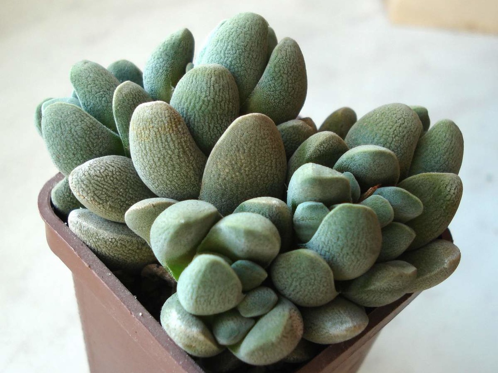 Crassula tecta Smeyko FG