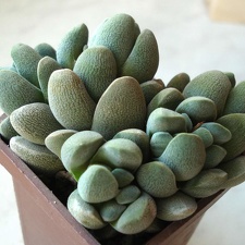 Crassula tecta Smeyko FG