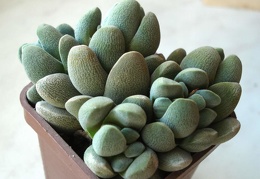 Crassula tecta Smeyko FG