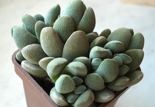 Crassula tecta Smeyko FG