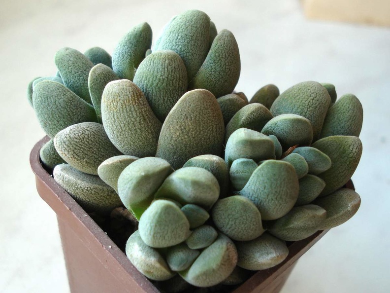 Crassula tecta Smeyko FG