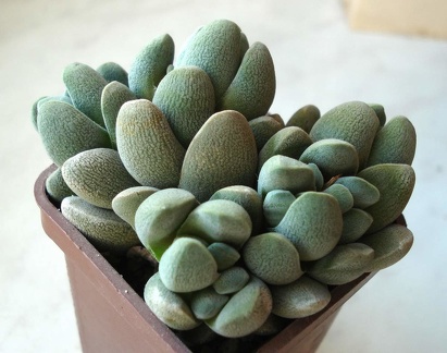 Crassula tecta Smeyko FG
