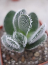 Crassula tomentosa Ketsko - photo Ivanova