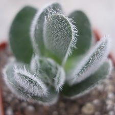 Crassula tomentosa Ketsko - photo Ivanova