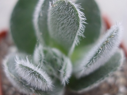 Crassula tomentosa Ketsko - photo Ivanova