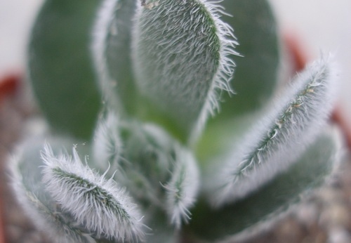 Crassula tomentosa Ketsko - photo Ivanova