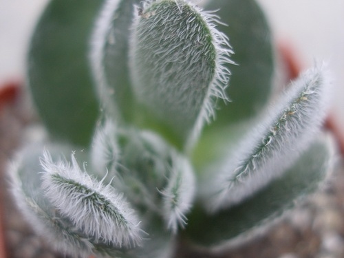 Crassula tomentosa Ketsko - photo Ivanova
