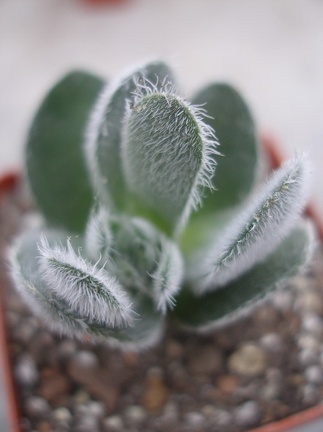 Crassula tomentosa Ketsko - photo Ivanova