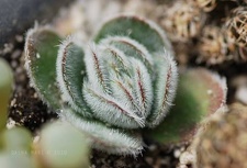 Crassula tomentosa Ketsko - photo Ketsko