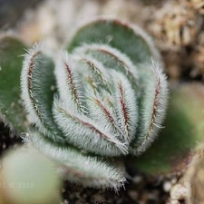 Crassula tomentosa Ketsko - photo Ketsko