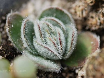 Crassula tomentosa Ketsko - photo Ketsko