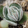Crassula tomentosa Ketsko - photo Ketsko (1875 відвідувань) Crassula tomentosa Ketsko - photo Ketsko