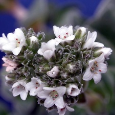 Crasula hemisphaerica