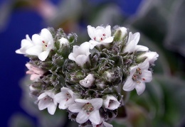 Crasula hemisphaerica