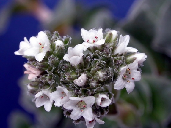 Crasula hemisphaerica