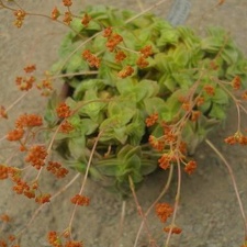 Crassula intermedia