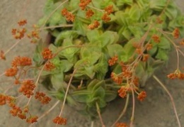 Crassula intermedia
