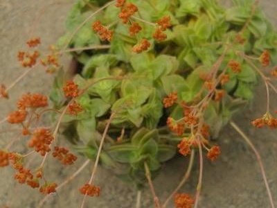 Crassula intermedia