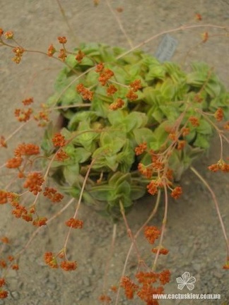 Crassula intermedia
