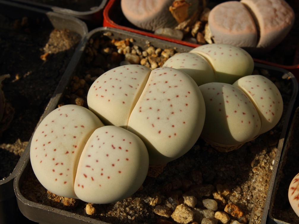 Dinteranthus vanzilii