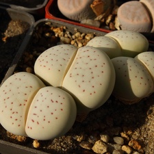 Dinteranthus vanzilii