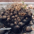 Dioscorea elephantipes RDS 350