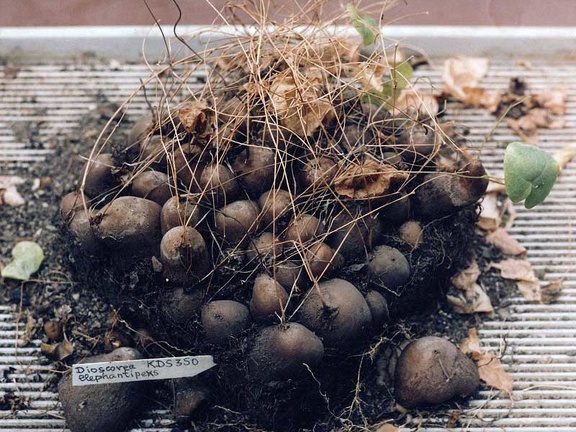 Dioscorea elephantipes RDS 350