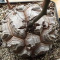 Dioscorea elephantipes Archis FG