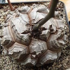 Dioscorea elephantipes Archis FG