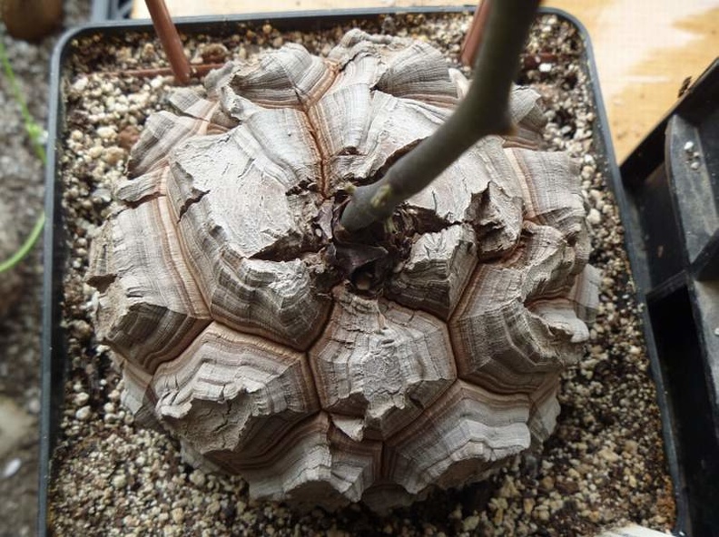 Dioscorea_elephantipes_Archis_FG.jpg