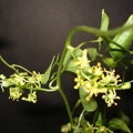 Dioscorea elephantipes Smeyko FG