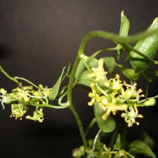 Dioscorea elephantipes Smeyko FG