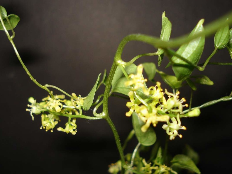 Dioscorea elephantipes Smeyko FG