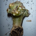 Dorstenia foetida f  brevicaule Archis FG