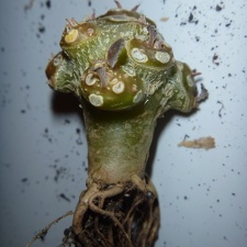 Dorstenia foetida f  brevicaule Archis FG