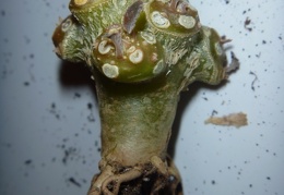 Dorstenia foetida f  brevicaule Archis FG