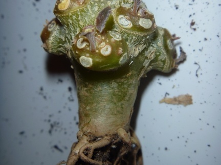 Dorstenia foetida f  brevicaule Archis FG