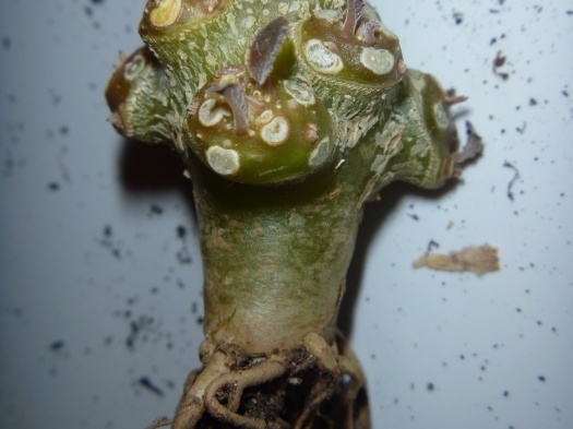 Dorstenia foetida f  brevicaule Archis FG
