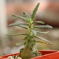 Dorstenia hildebrandtii f  crispa