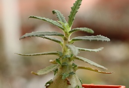 Dorstenia hildebrandtii f  crispa