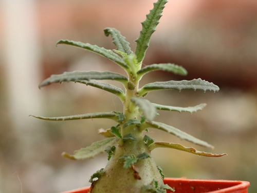 Dorstenia hildebrandtii f  crispa