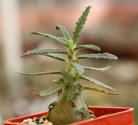 Dorstenia hildebrandtii f  crispa